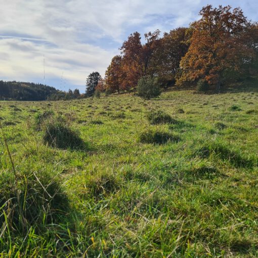 Ameisenhügel im Dellenhäule