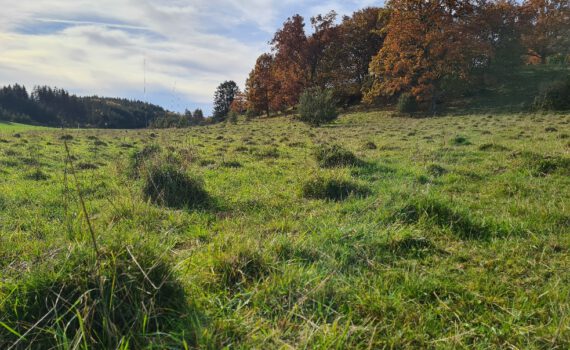 Ameisenhügel im Dellenhäule